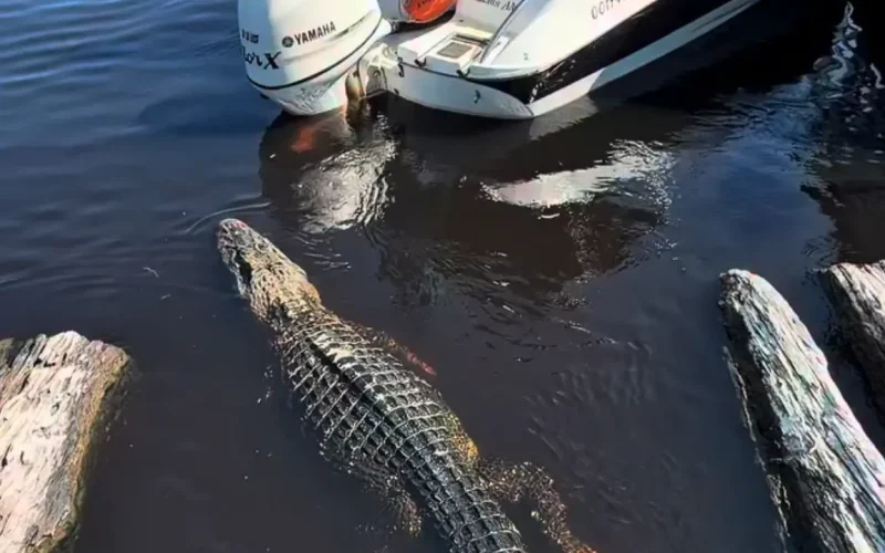 Jacaré aparece ao lado de barco com turistas no Amazonas