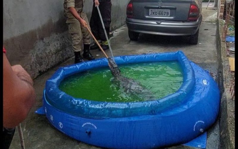 Jacaré aparece dentro de piscina infantil em casa do São José e é resgatado pelos bombeiros